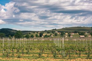 Wine Region Hungary