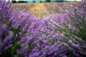 Lavender Bulgaria